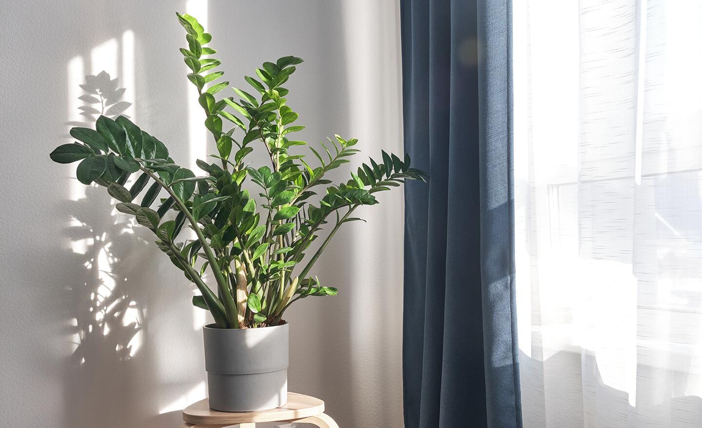 Green ZZ plant on a table near a bright window Green ZZ plant on a table near a bright window