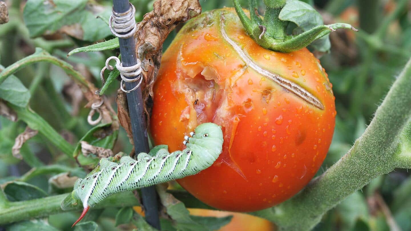 How to Control Insect Pests in Your Vegetable Garden