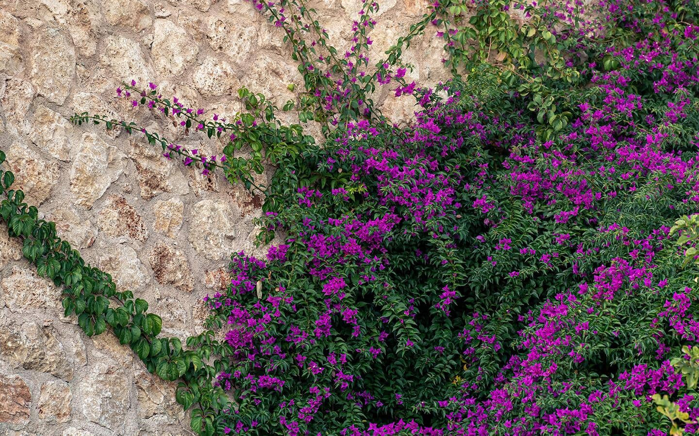 Purple mandevilla grows along a wall. Purple mandevilla grows along a wall.