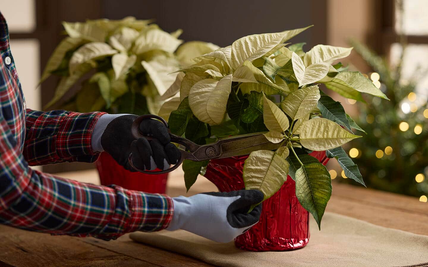 Person trims poinsettia bloom from poinsettia plant Person trims poinsettia bloom from poinsettia plant