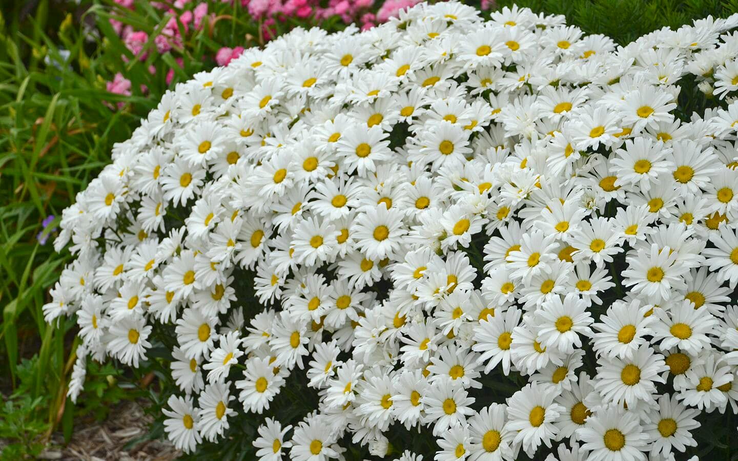 White Shasta daisy flowers in a garden
