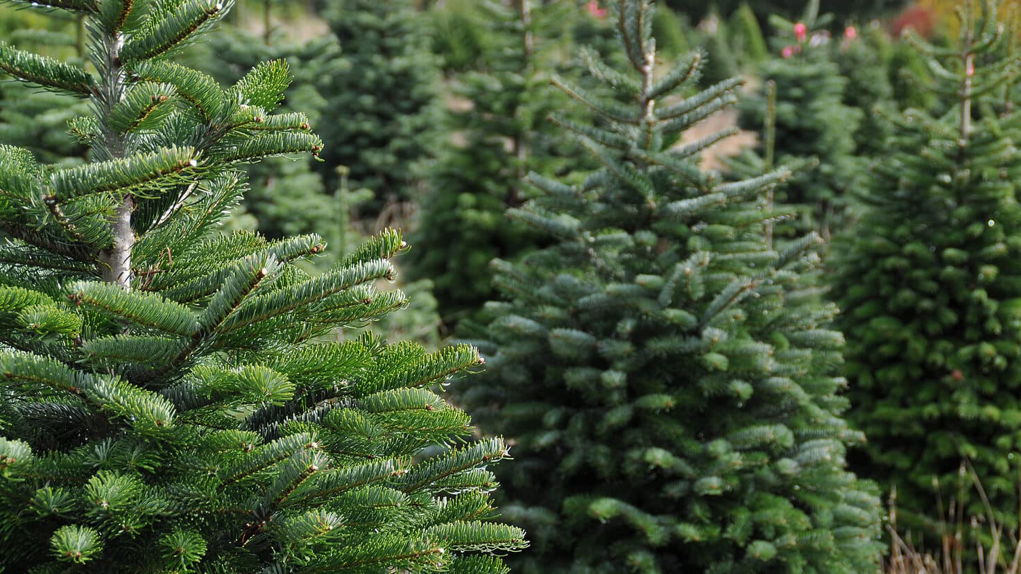 Image for Order Fresh-Cut Trees