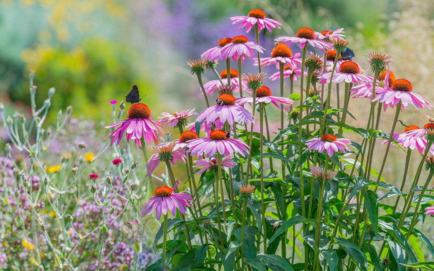 Butterfly resting on a pink coneflower plant in a meadow 