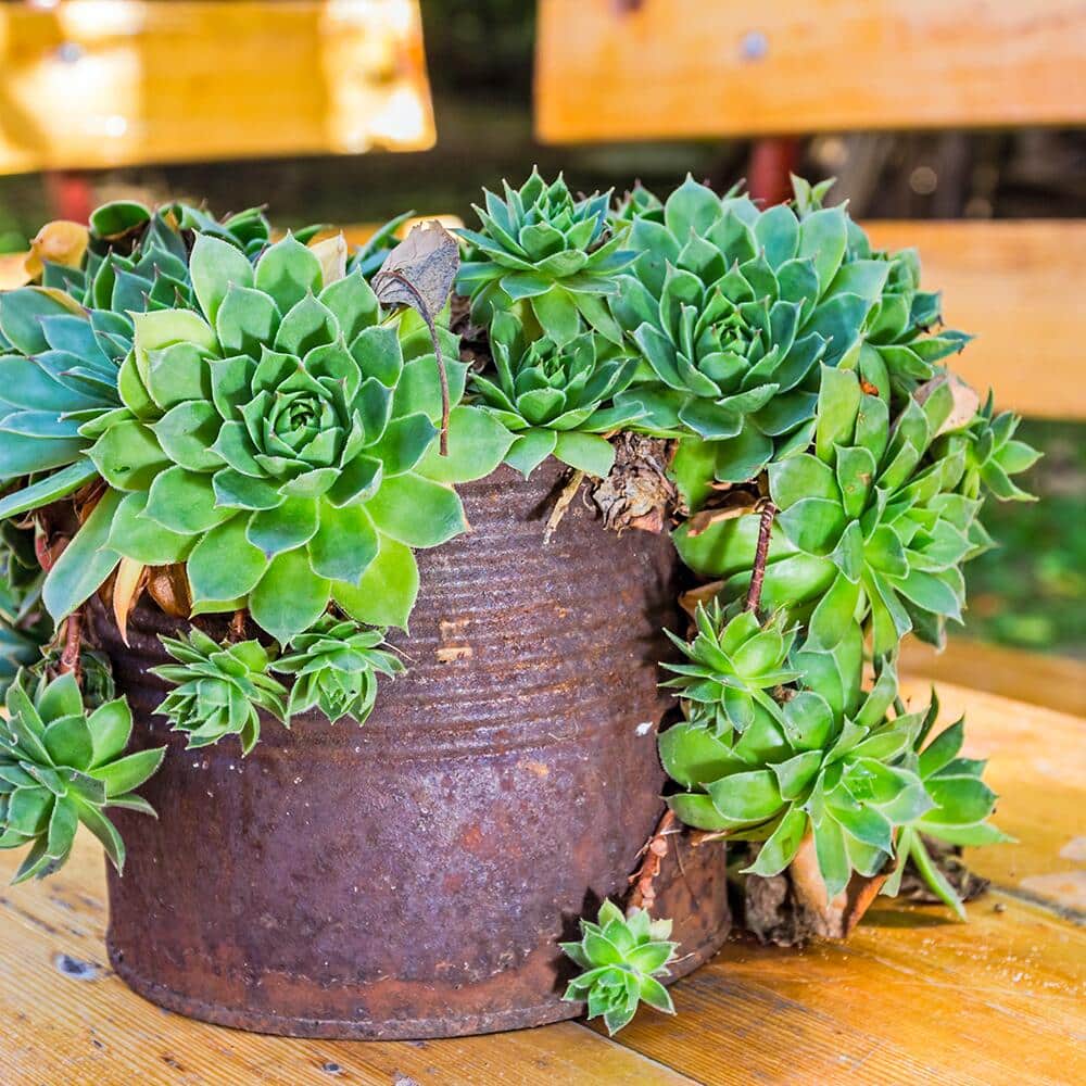 Tips for Growing Succulents
