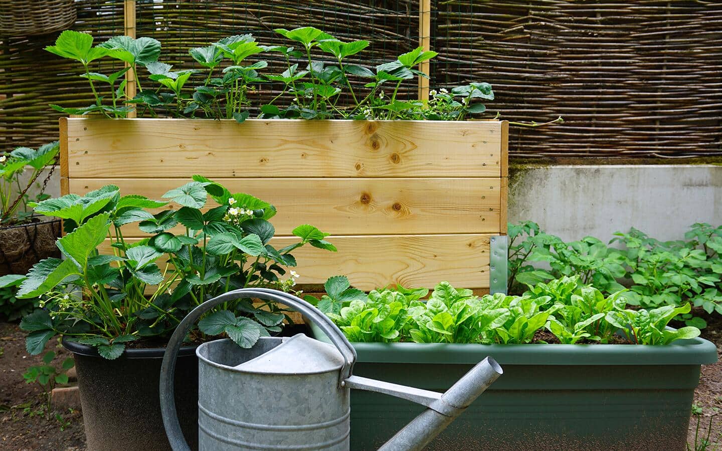 Pots of vegetables and herbs in a small space garden Pots of vegetables and herbs in a small space garden