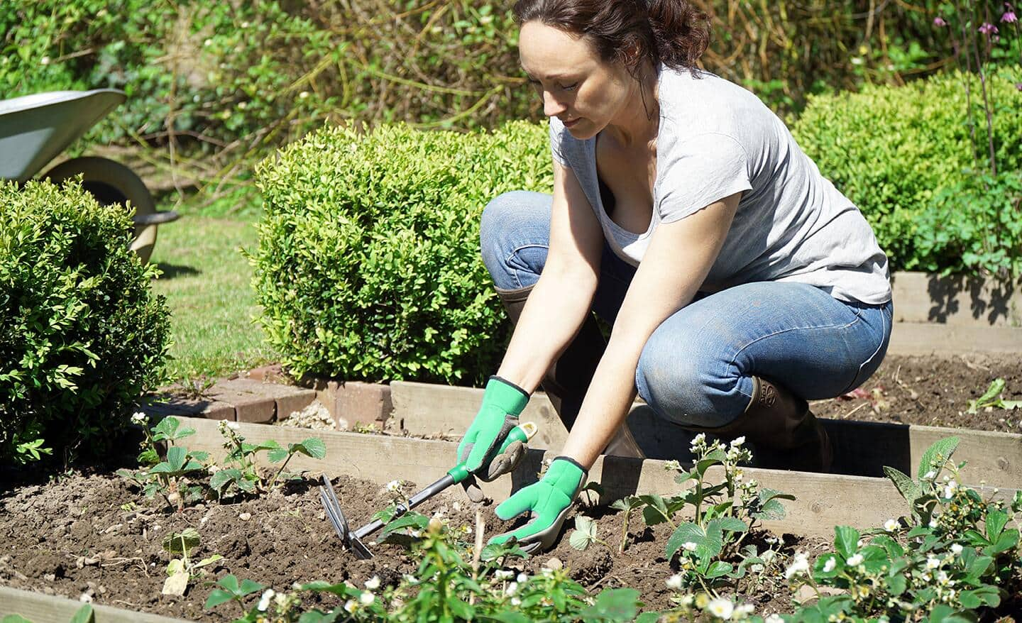 Gardener uses a digging tool to clean garden bed