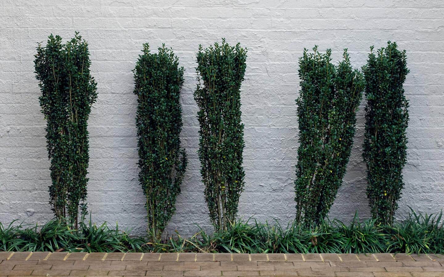 A row of columnar holly shrubs along a white brick wall A row of columnar holly shrubs along a white brick wall