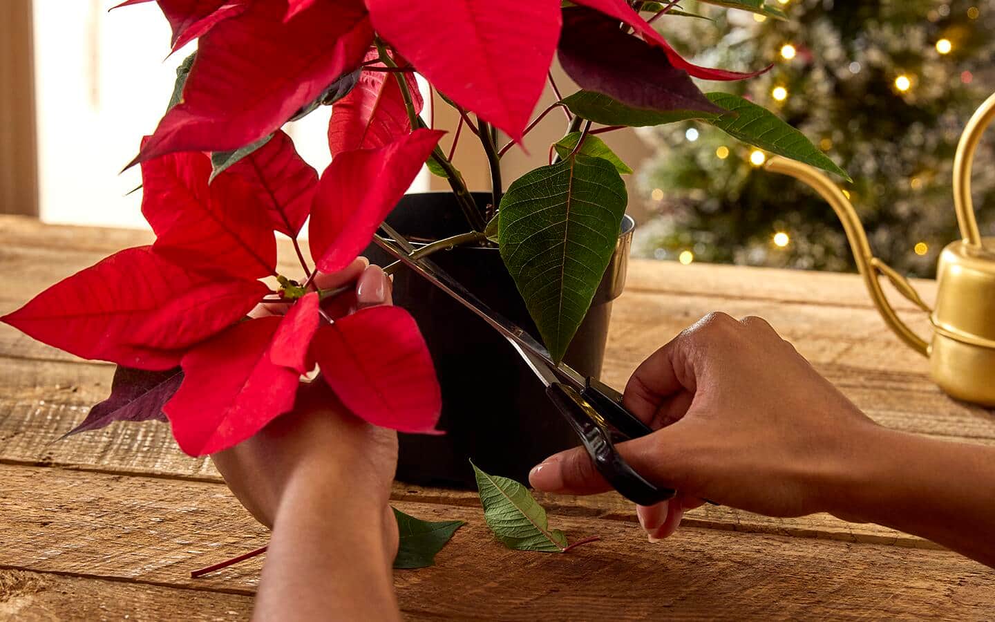 Person cuts a poinsettia stem Person cuts a poinsettia stem