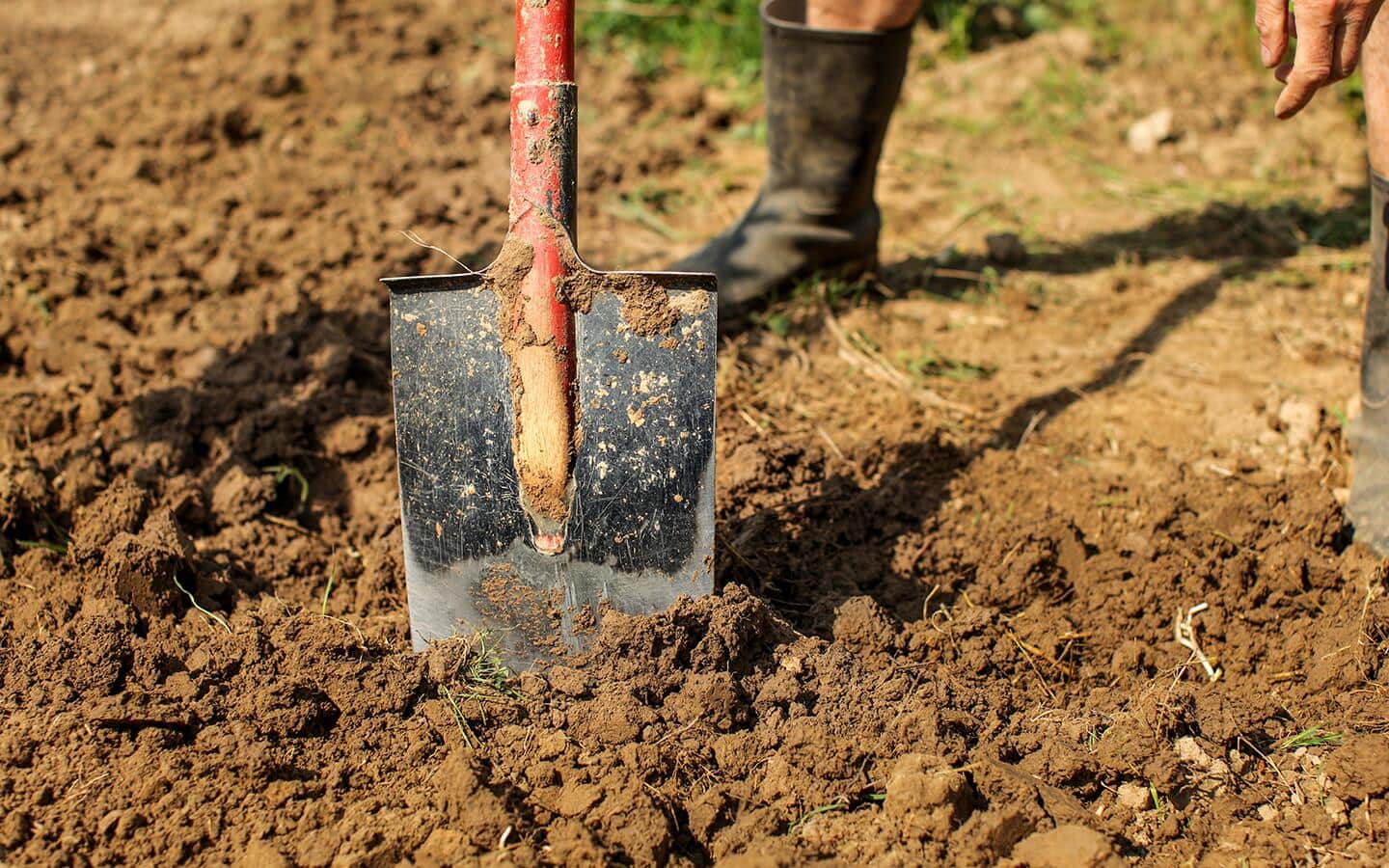 Gardener using a shovel to dig into clay soil in a garden bed