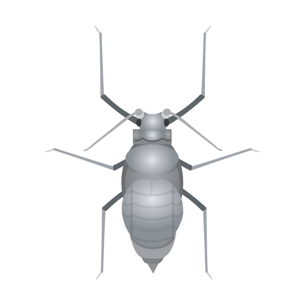 Image for Aphids