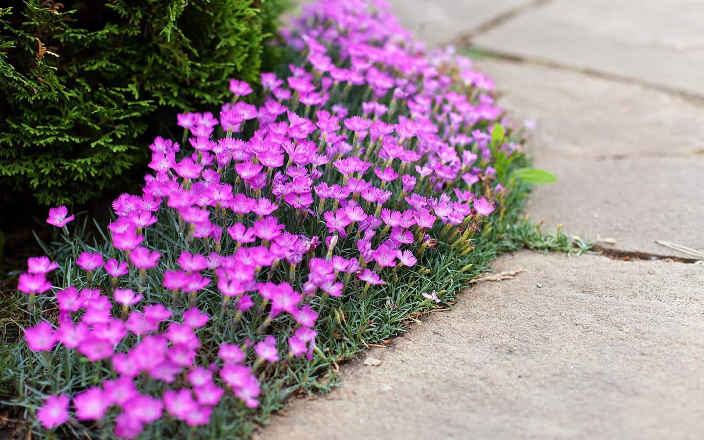 Purple flowers growing along a driveway. Purple flowers growing along a driveway.