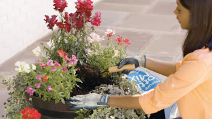 How to Care for Annuals