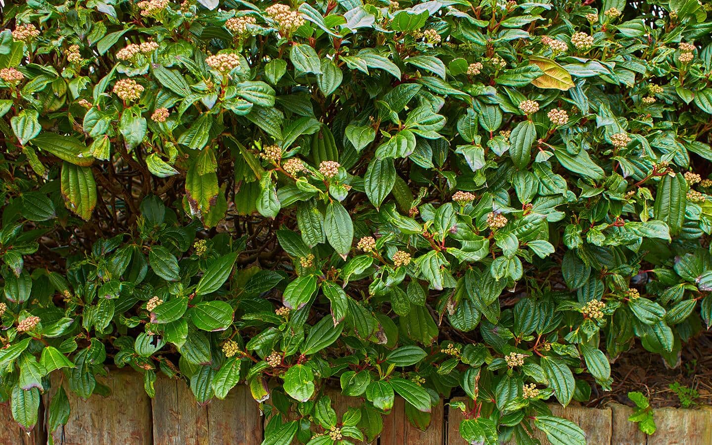 Viburnum shrubs in spring in a garden Viburnum shrubs in spring in a garden