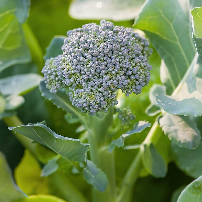 Edible Garden