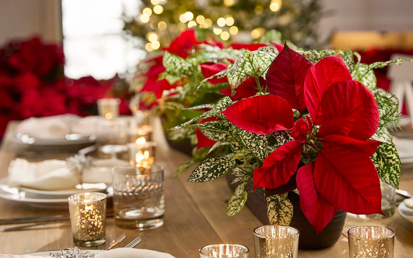 Red poinsettia in a planter on a holiday tablescape Red poinsettia in a planter on a holiday tablescape