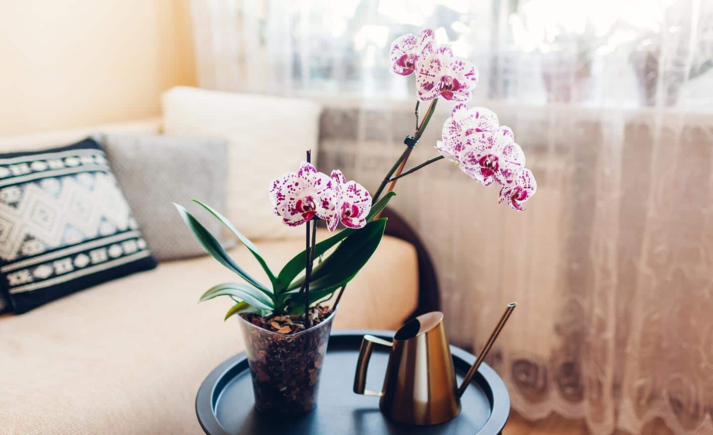 Orchid displayed on a table in a living area