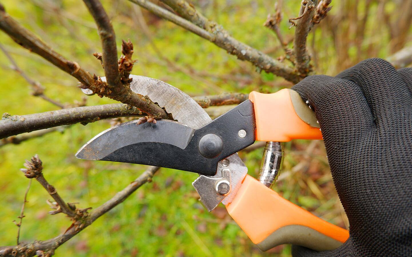 A person using pruners to cut part of a bush.