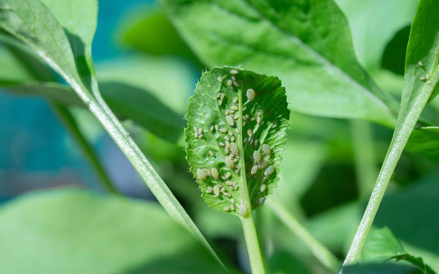 Aphids infesting the back of a green leaf.