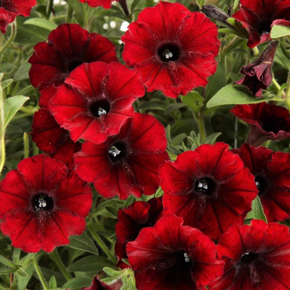 Annuals
