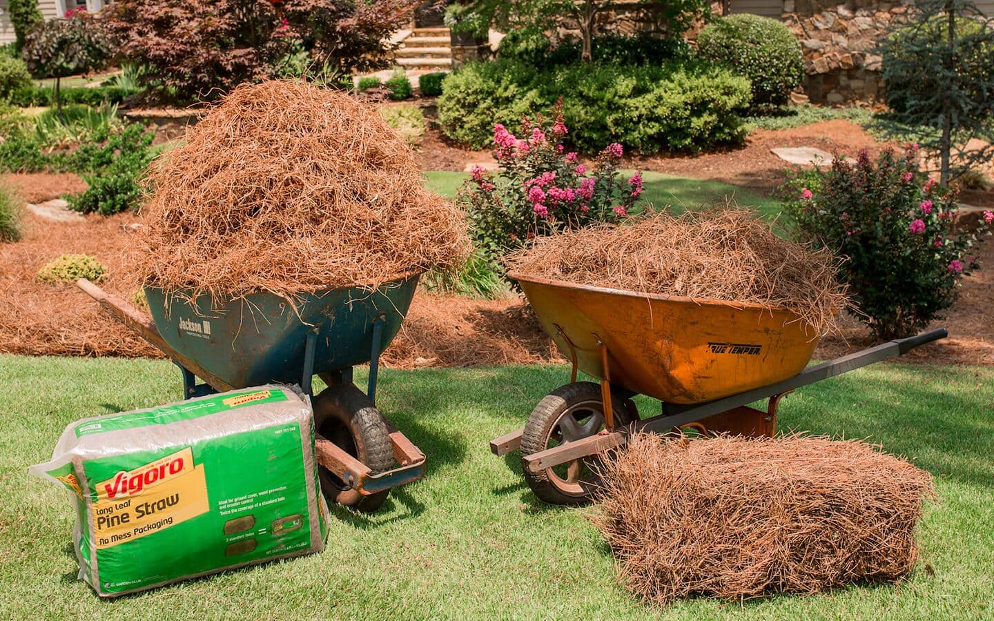Wheelbarrows filled with pine straw. Wheelbarrows filled with pine straw.