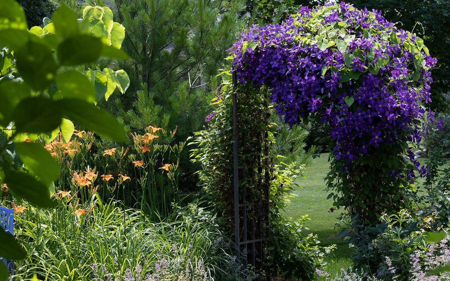 Flowering vines cover a pergola next to orange day lilies. Flowering vines cover a pergola next to orange day lilies.