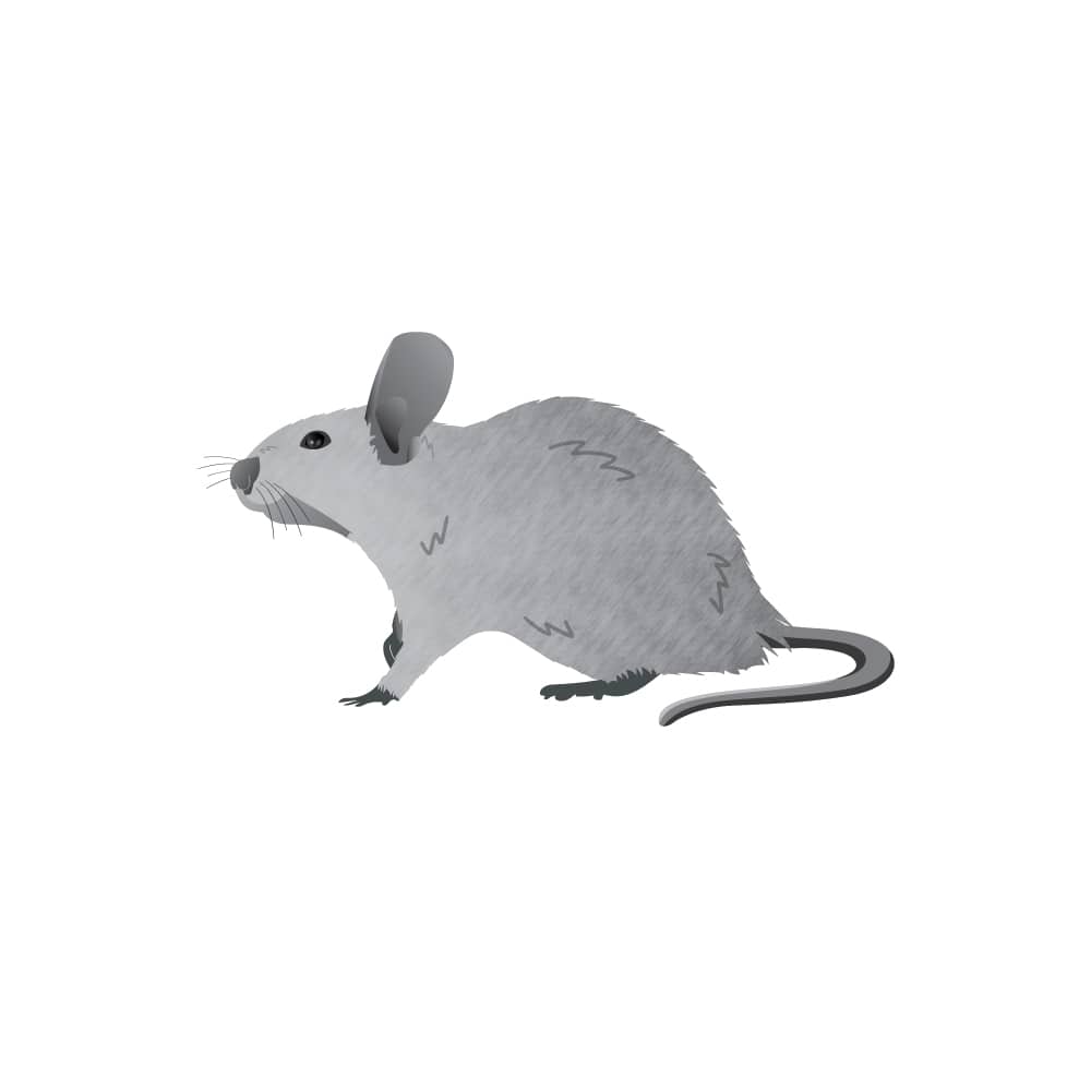 Image for Mice