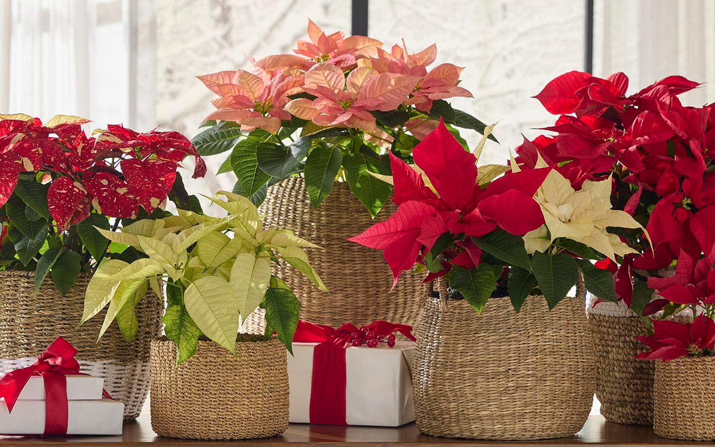 Red, pink and creamy white poinsettias in baskets with small holiday packages Red, pink and creamy white poinsettias in baskets with small holiday packages