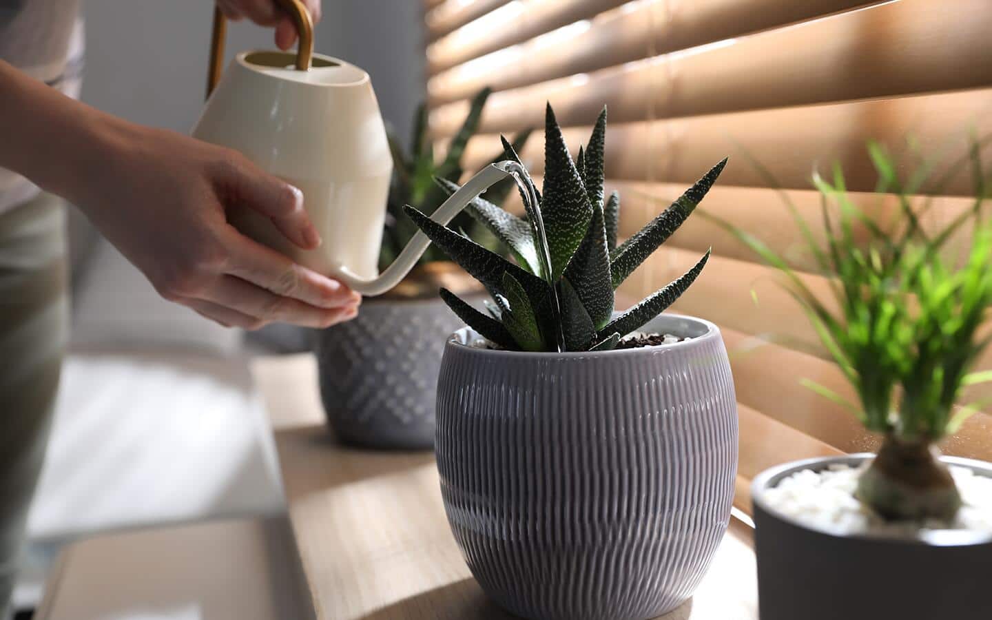 Someone using a white waterpot to water a succulent in a grey pot. 