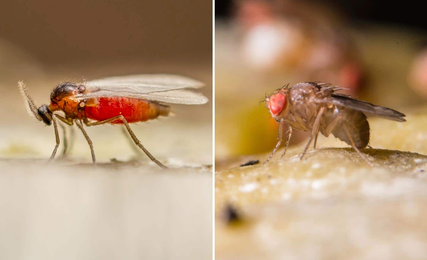 A fungus gnat placed next to a common fruit fly.