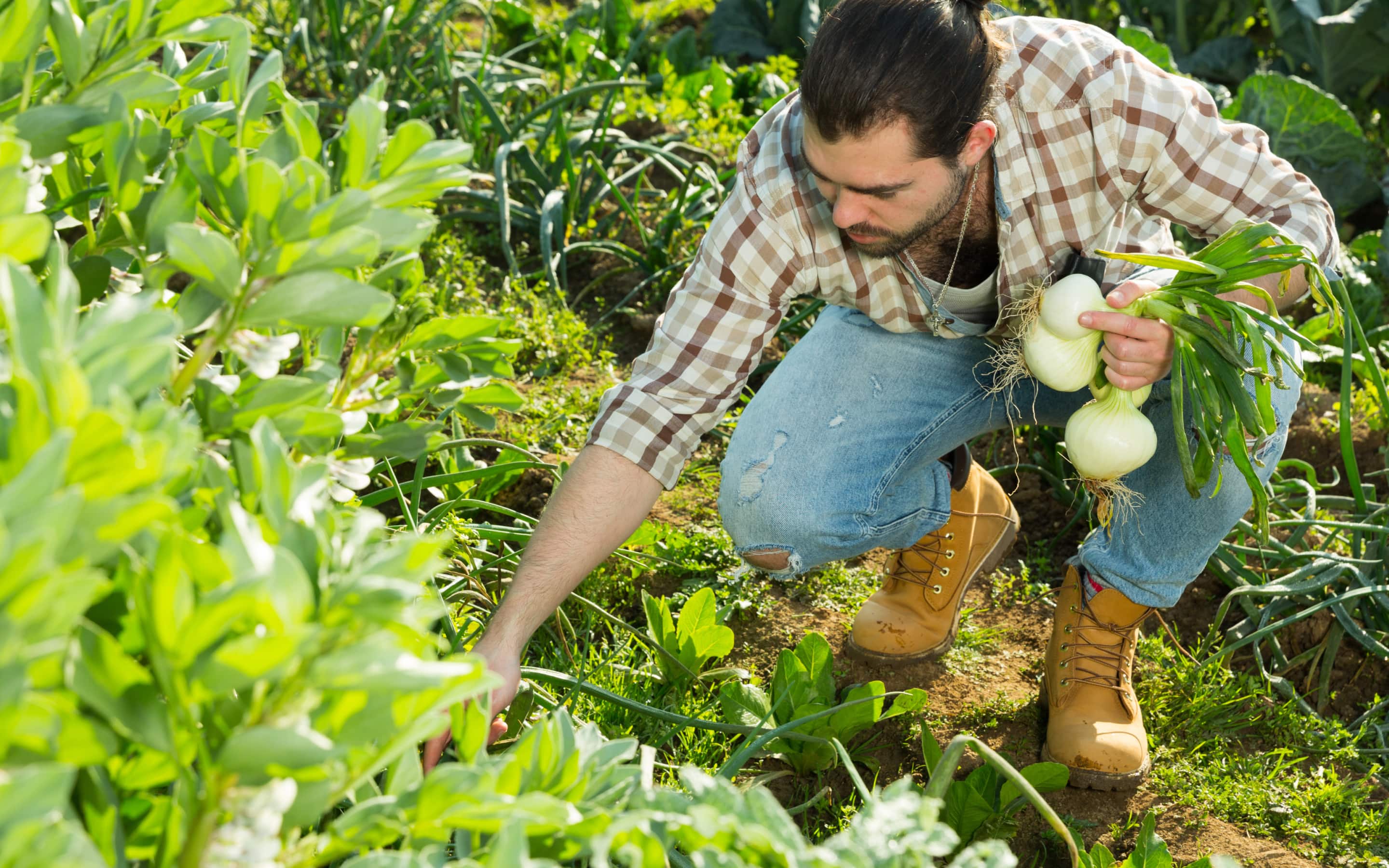 Person harvests onions in a vegetable garden