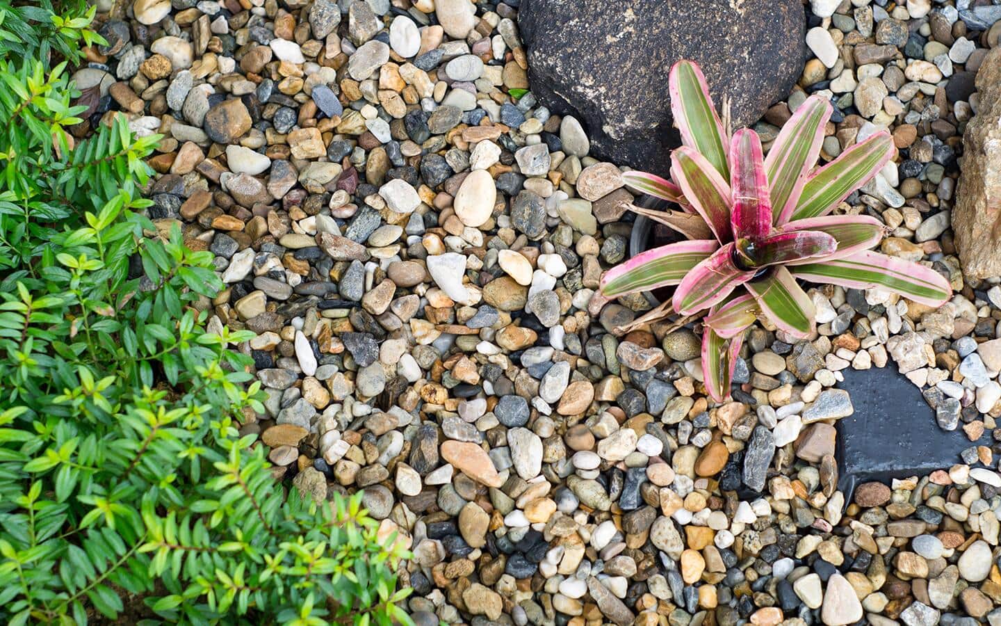 Pea gravel in a garden bed with bromeliads Pea gravel in a garden bed with bromeliads