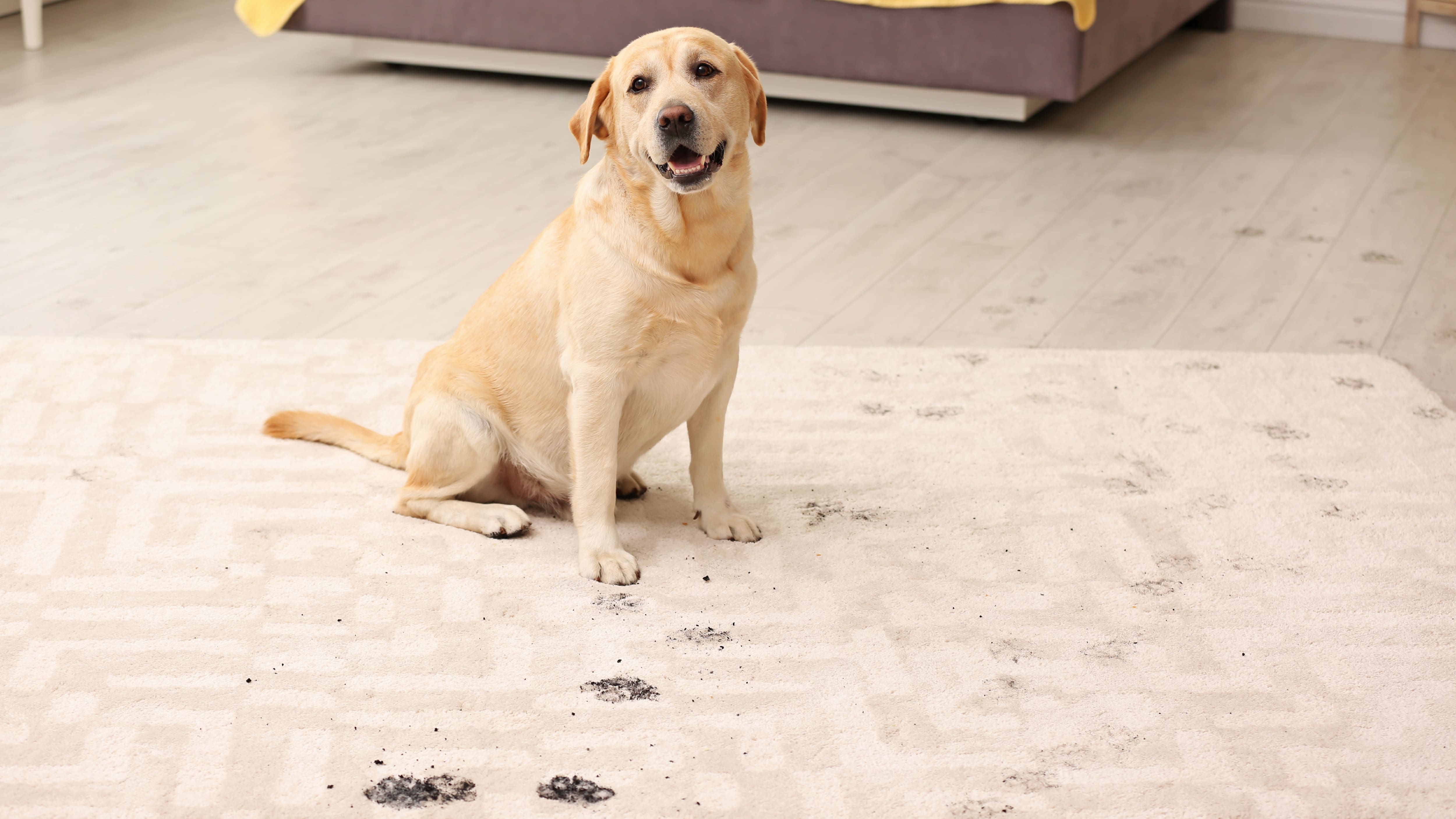 Image for KEEP YOUR HOME FRESH & YOUR PETS HAPPY