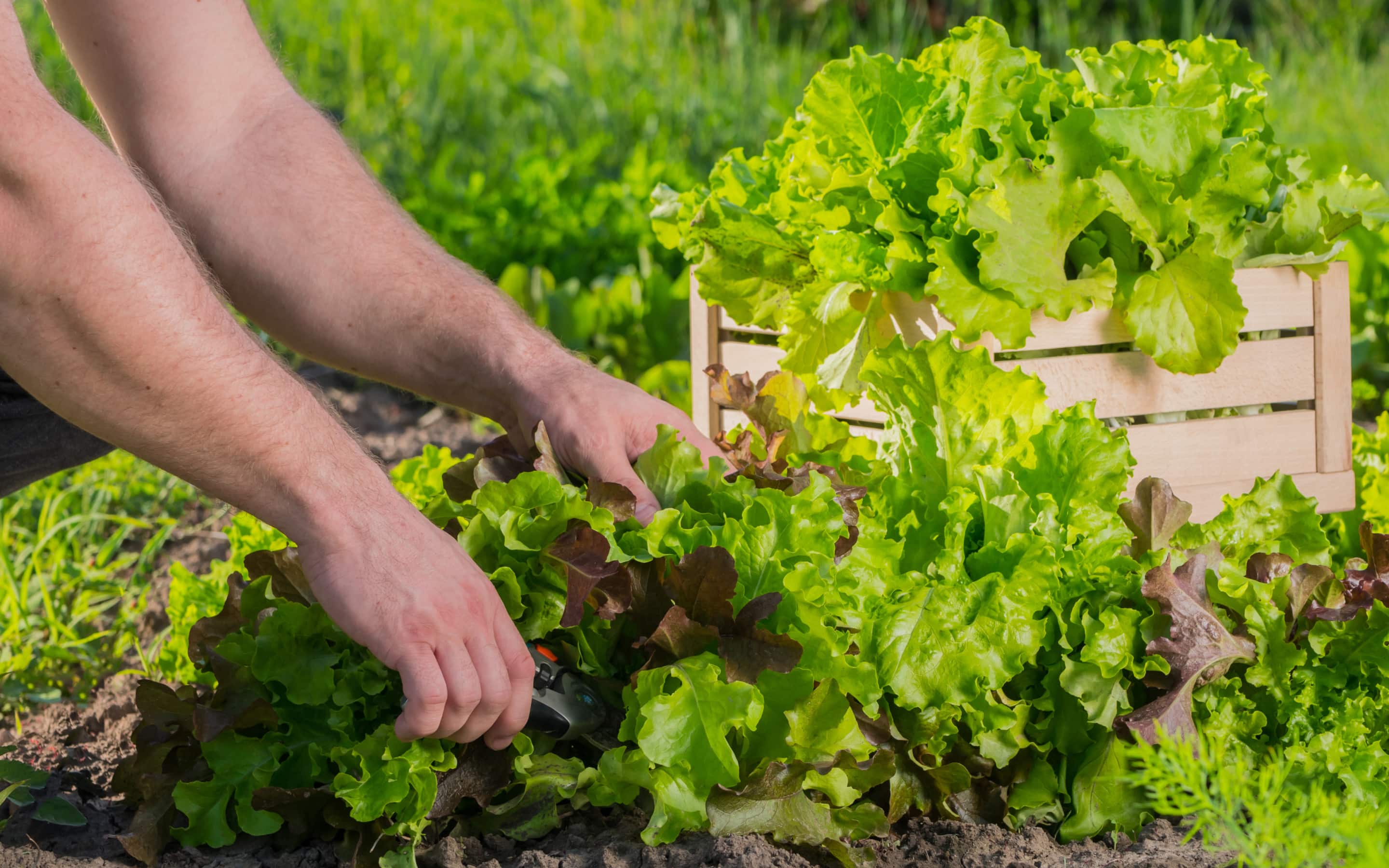 Person harvests lettuce in a home garden