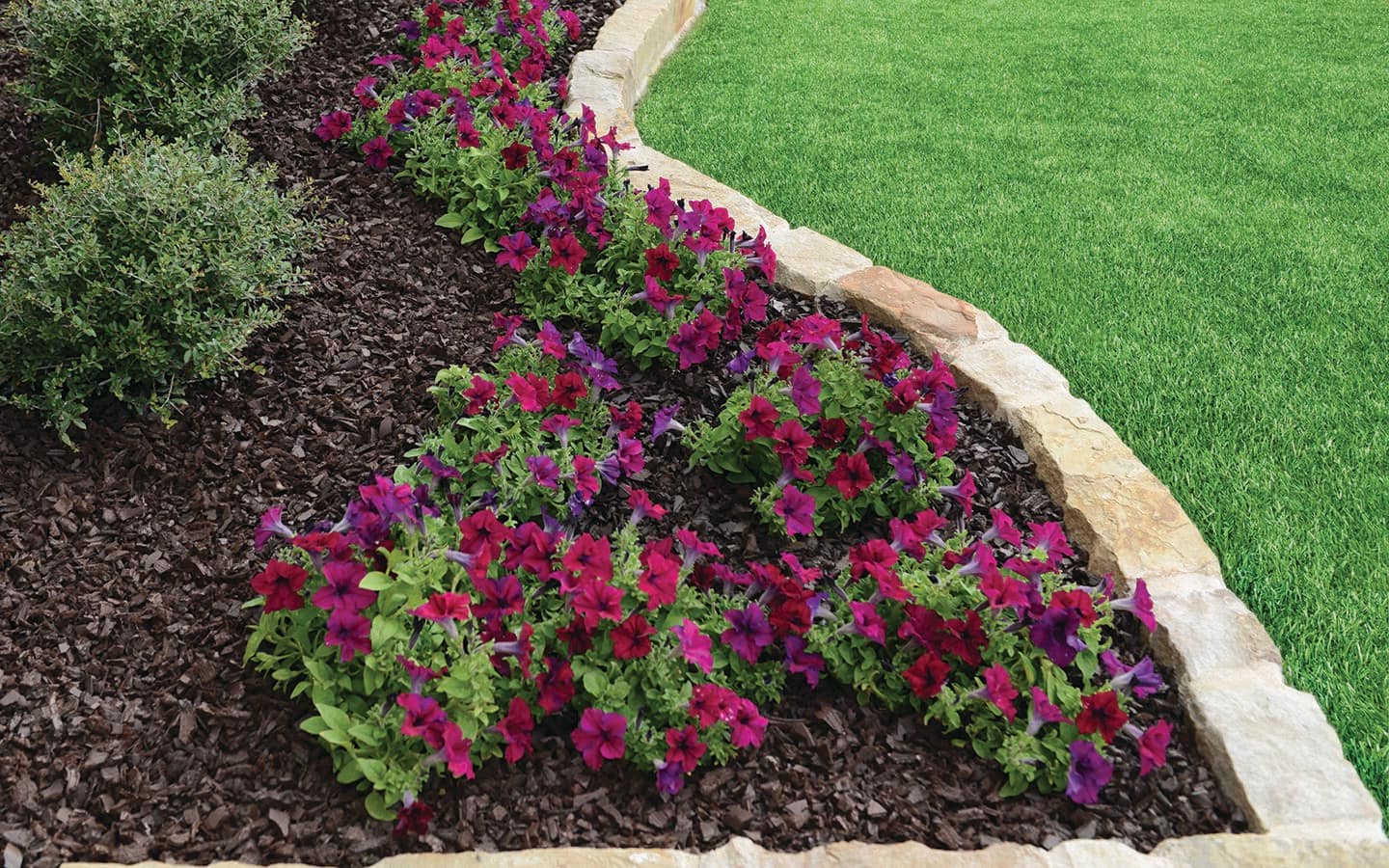 A garden bed with fresh mulch around the flowers. A garden bed with fresh mulch around the flowers.