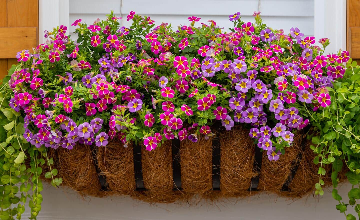 Pink and purple flowers bloom in a window box. Pink and purple flowers bloom in a window box.