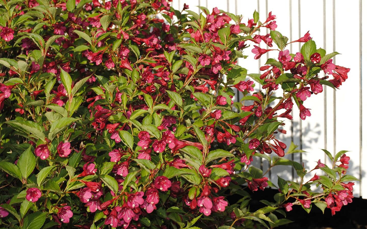A shrub sporting bright pink weigela blooms.