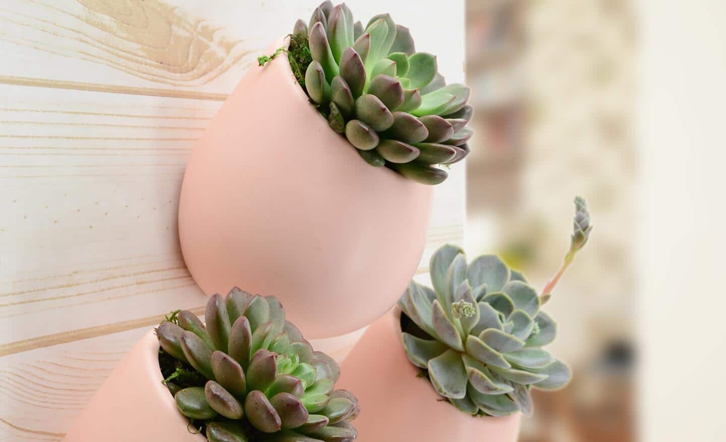 Vertical succulent pots attached to a wall