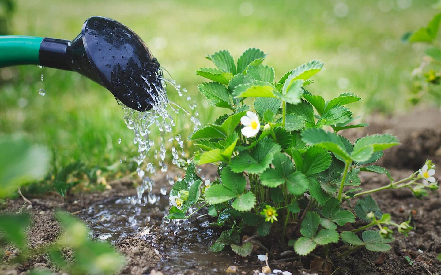 Gardener watering strawberry plants with a watering can Gardener watering strawberry plants with a watering can