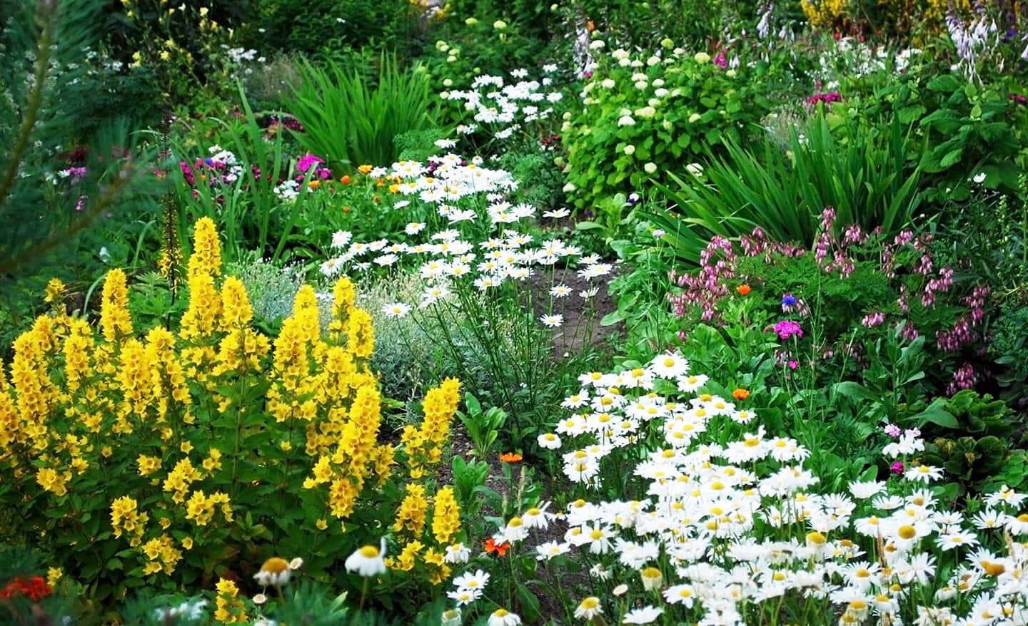 A perennial garden bed with daisies and more flowers