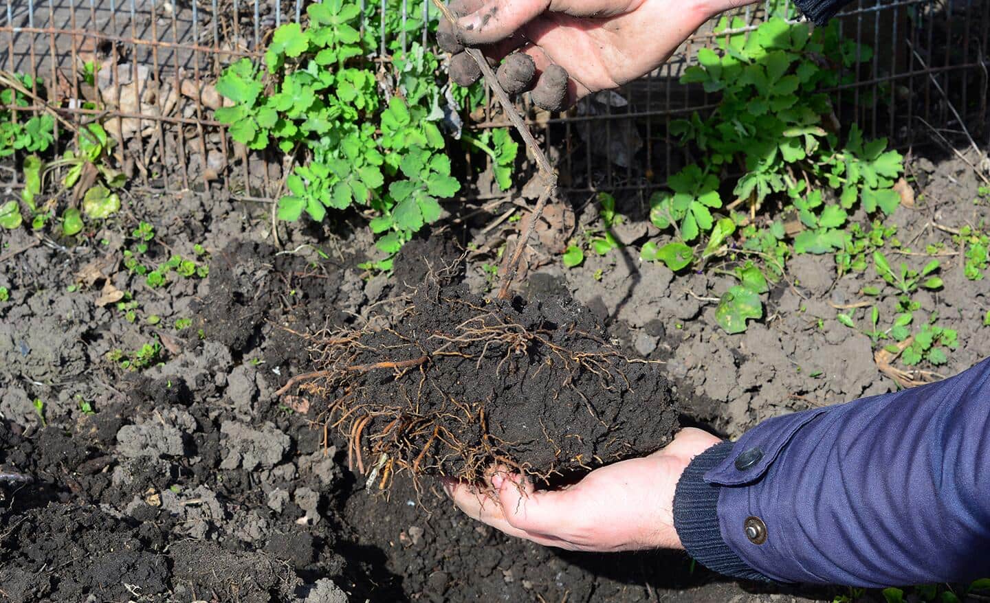 Gardener planting a clematis root in a garden bed