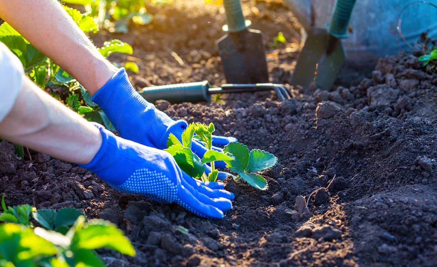 A person wearing gardening gloves places a strawberry plant in a planting hole