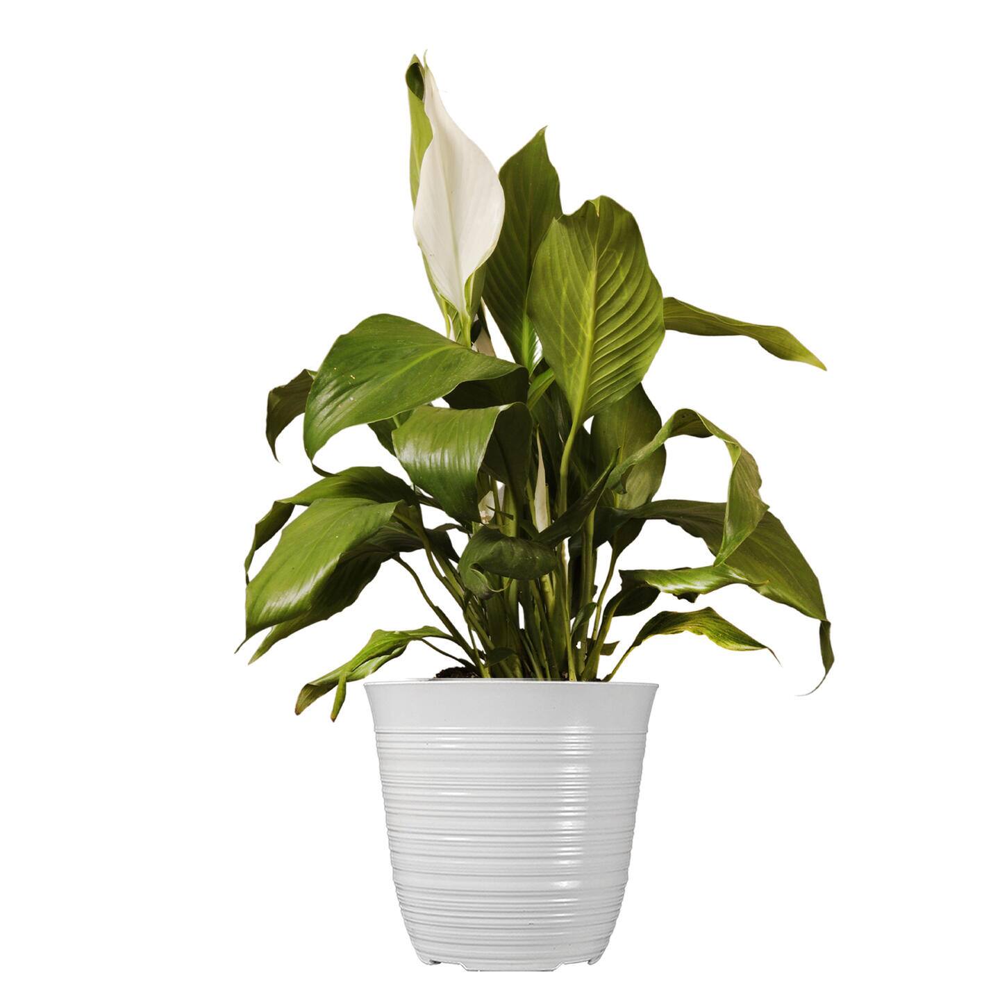 Image for Peace Lily Plants