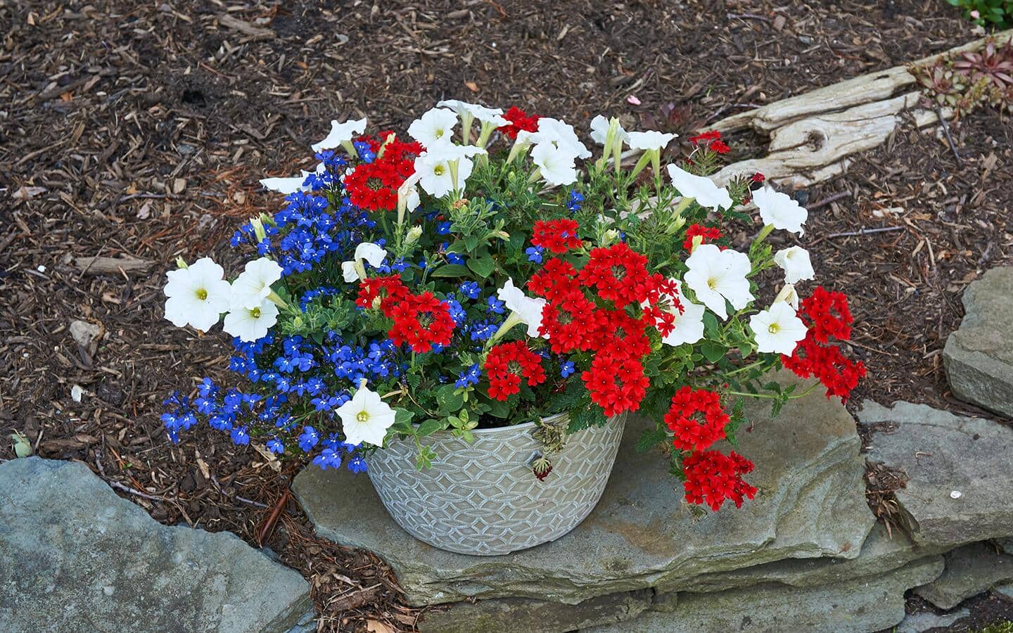 Red, white and blue flowers in a planter outdoors