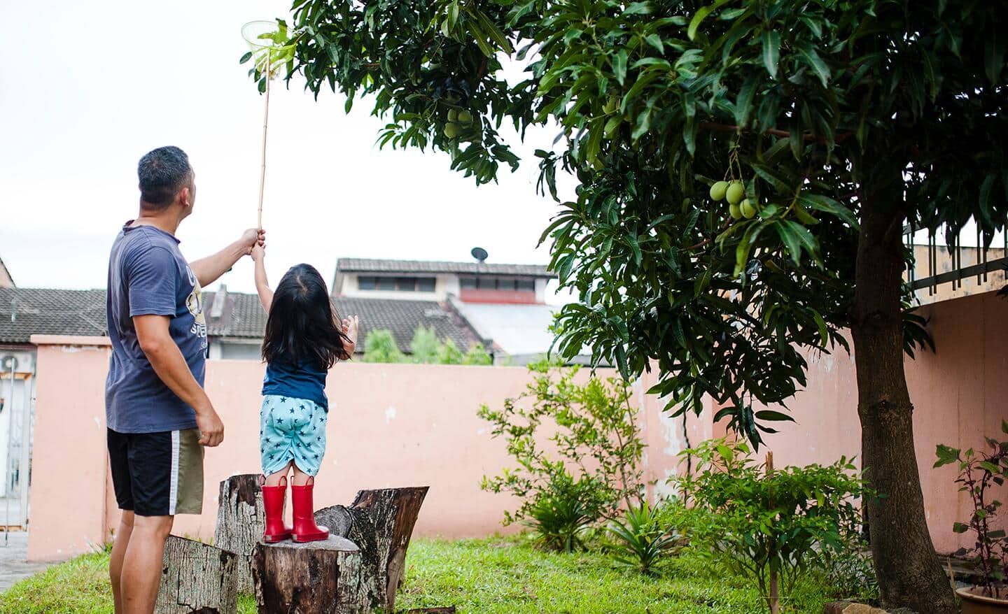 Man and child harvesting mangoes from a tree Man and child harvesting mangoes from a tree