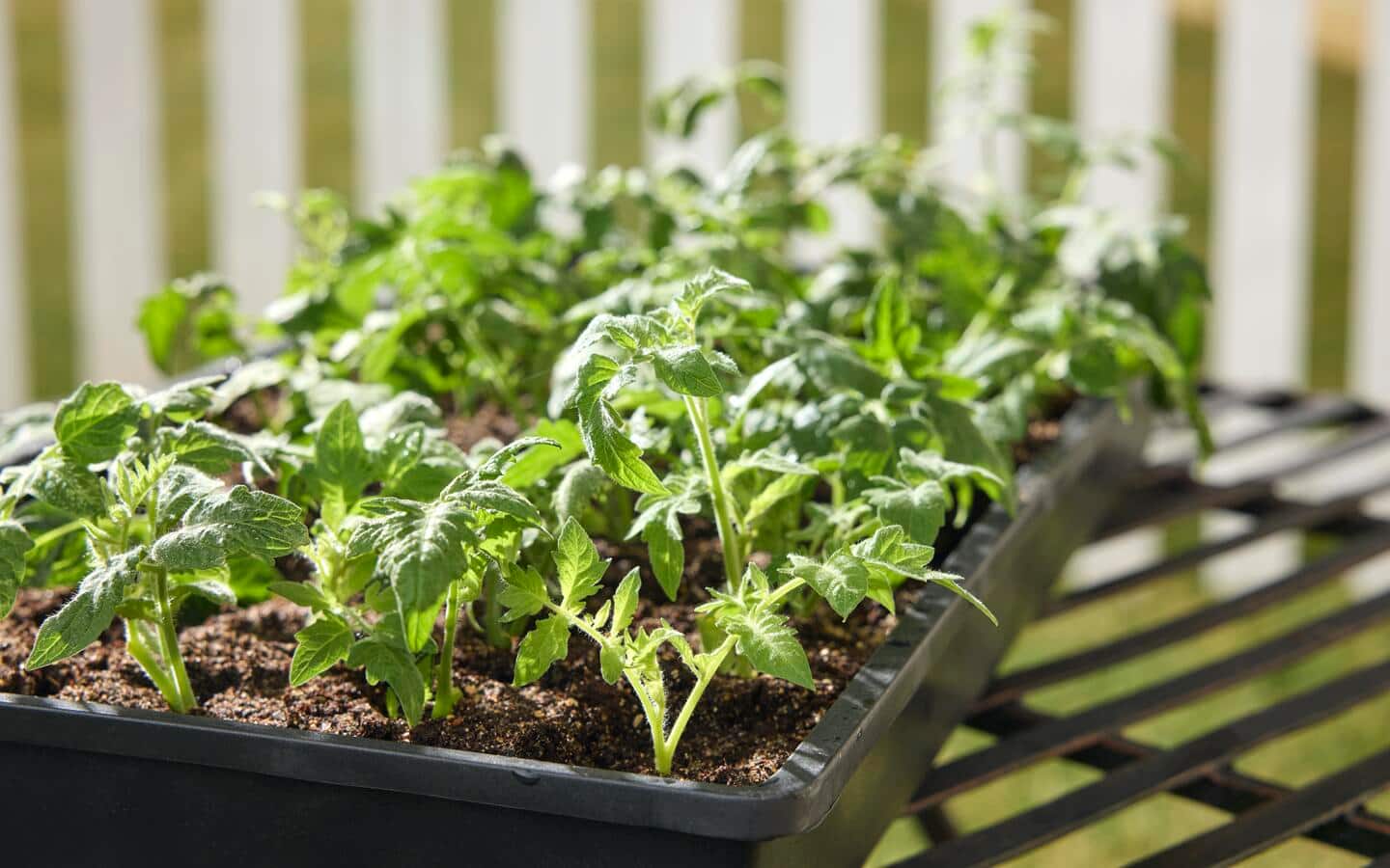 A tray of vegetable seedlings on a table outdoors