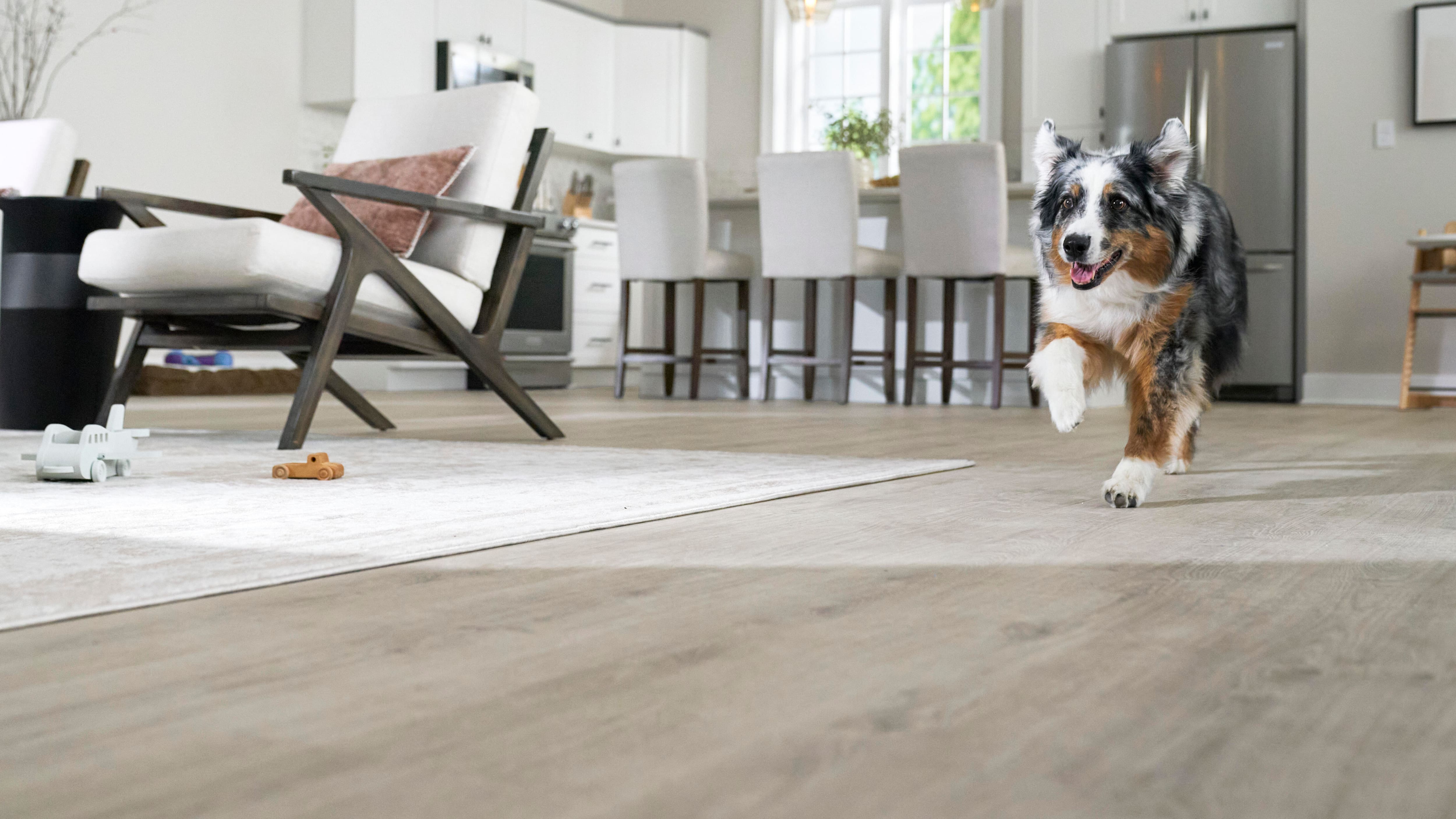 Dog walking through a house on lifeproof flooring