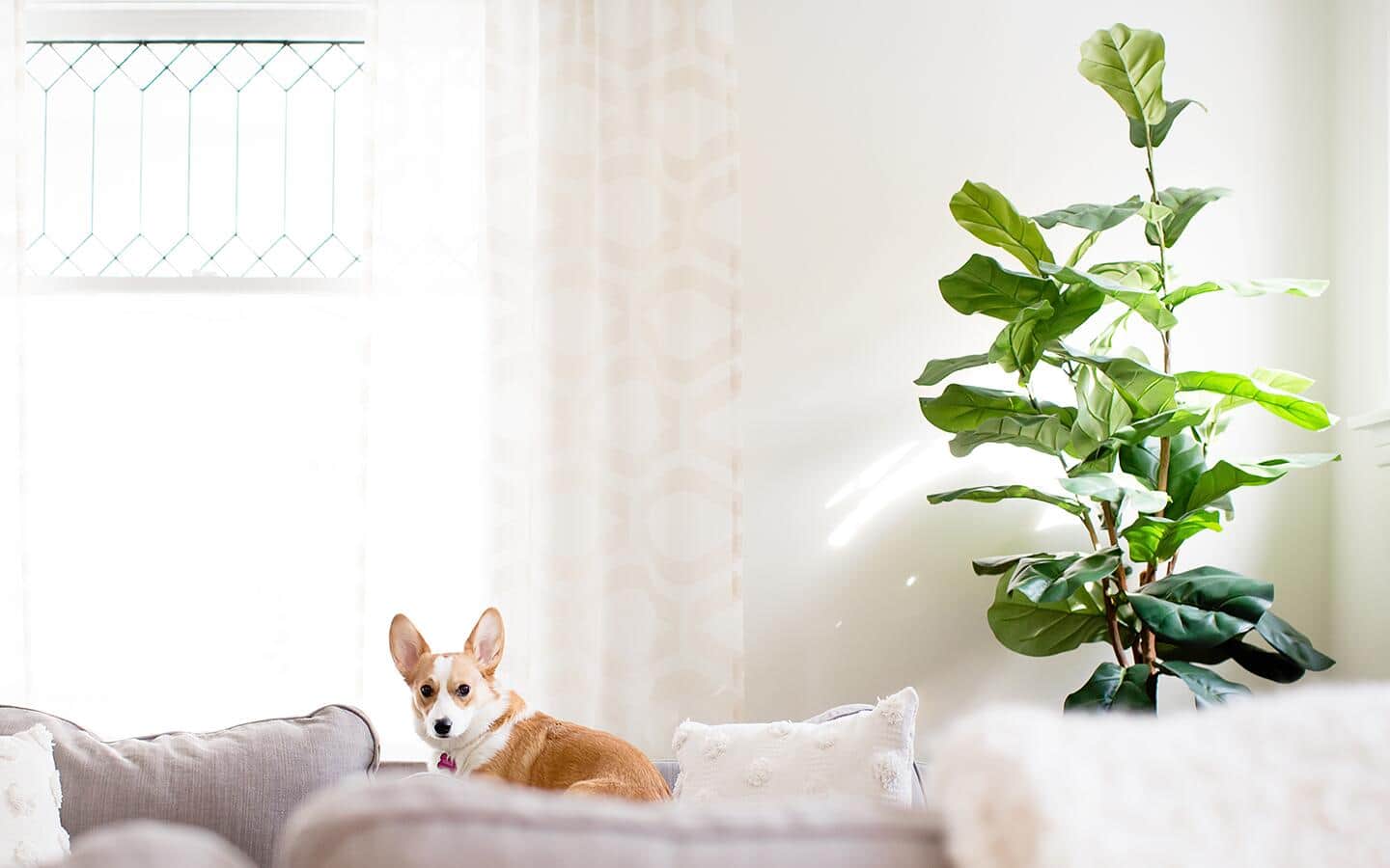 A fiddle-leaf fig tree plant in room with dog on a sofa.