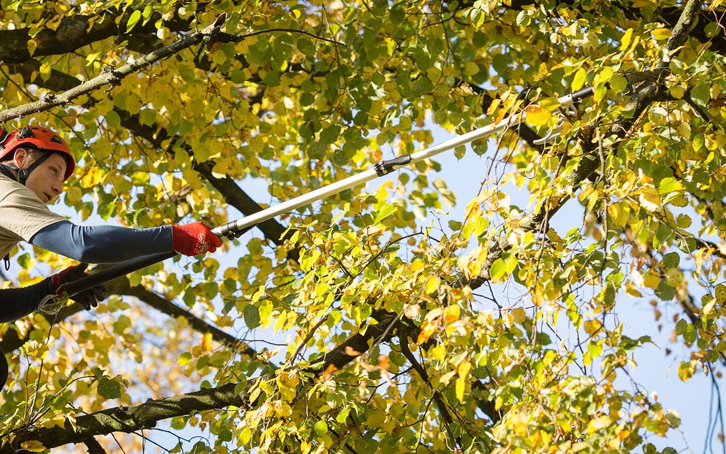 A person pruning branches with a cordless lopper. A person pruning branches with a cordless lopper.