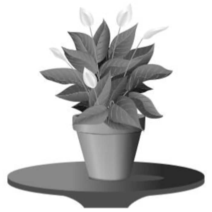 Potted Indoor Plants