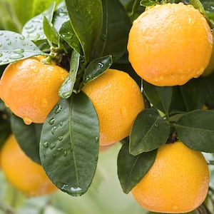 Image for Shop Orange Trees